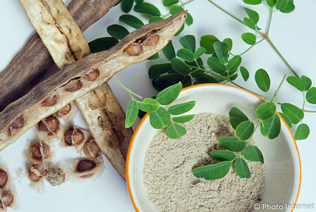 Moringa: Tree of Life